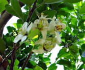 愛莎柑橘種植技術(shù)要點有哪些內(nèi)容（愛莎柑橘適合種植地區(qū)）