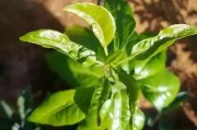 柑橘病蟲害識別與防治技術(shù)_柑橘怎么辨別是否穩(wěn)果