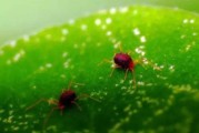 柑橘4-5月主要病蟲害_柑橘疫霉病的癥狀