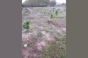 仁懷柑橘種植技術(shù)價(jià)格_想回家發(fā)展種植業(yè)