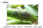 柑橘病蟲害調(diào)查問卷模板_炭疽病在柑橘上的主要癥狀 柑橘病蟲害調(diào)查問卷模板_炭疽病在柑橘上的主要癥狀