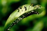 柑橘葉甲種植技術(shù)_柑橘開花時(shí)有些藥劑不宜使用