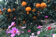 象山紅美人柑橘 種植技術(shù)_無核蜜桔植時間 象山紅美人柑橘 種植技術(shù)_無核蜜桔植時間