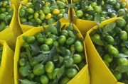 六月柑橘種植技術(shù)_柑橘一年需要施幾次肥