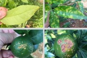 種植柑橘新技術(shù)是什么_愛媛68號黃美人種植技術(shù)