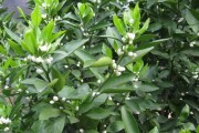 柑橘病蟲害防治與治療技術(shù)_嫁接的柑橘芽有蟲吃怎么辦
