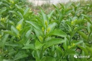掛果的柑橘種植管理技術(shù)_柑橘疏花疏果重要性及怎樣進行疏花疏果