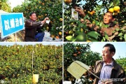 高密度柑橘種植技術(shù)_如何做到在一年內(nèi)開花掛果兩次 高密度柑橘種植技術(shù)_如何做到在一年內(nèi)開花掛果兩次