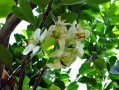 高坪柑橘技術(shù)培訓（四川柑橘種植招聘技術(shù)員）