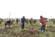 柑橘黃精種植技術(shù)_柚子地里套種黃精可以嗎
