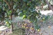 柑橘種植技術(shù)的文章_柑橘樹形不好產(chǎn)量低品質(zhì)差 柑橘種植技術(shù)的文章_柑橘樹形不好產(chǎn)量低品質(zhì)差
