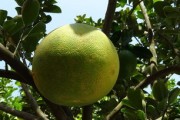 優(yōu)質(zhì)高產(chǎn)柑橘樹苗大苗10棵 果園種植推薦品種帶土發(fā)貨