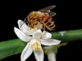 柑橘哪些枝條花結(jié)果？詳解不同枝條類型對花果形成的影響