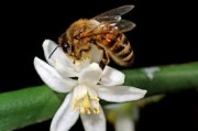 柑橘哪些枝條花結(jié)果？詳解不同枝條類型對花果形成的影響