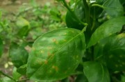 柑橘掛果期的病蟲害防治_油柑開花期管理技術(shù)
