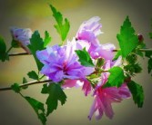 柑子怎樣剪枝開花多（柑子樹的修剪要領(lǐng)）