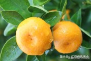 紅橘砧木柑橘種植技術(shù)_檸檬砧木嫁接沃柑好不好有什么優(yōu)點 紅橘砧木柑橘種植技術(shù)_檸檬砧木嫁接沃柑好不好有什么優(yōu)點