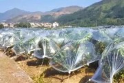 疫情過后柑橘種植技術(shù)方案_2022年耙耙柑價格有望上漲嗎