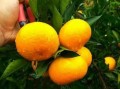 湖北宜昌柑橘苗圃：優(yōu)質柑橘種苗繁育與生態(tài)種植示范基地