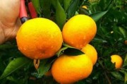 湖北宜昌柑橘苗圃：優(yōu)質柑橘種苗繁育與生態(tài)種植示范基地