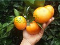 什么藥能讓柑橘皮細(xì)光亮一點(diǎn)（使柑橘果皮光滑最好的藥）