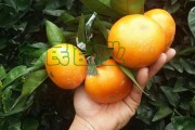 春日綻放：柑橘3月開(kāi)花的生態(tài)探秘與豐收序曲