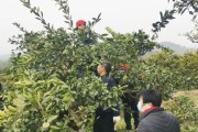 種植柑橘拍攝技術(shù)要求視頻_發(fā)抖音橘子要什么音樂 種植柑橘拍攝技術(shù)要求視頻_發(fā)抖音橘子要什么音樂