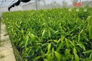 柑橘行距6米種植技術(shù)_小青柑樹間距多少米 柑橘行距6米種植技術(shù)_小青柑樹間距多少米