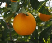 臍橙?；ū９奶匦帲毘缺９檬裁此幾詈谜埻扑]）