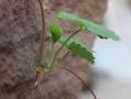 剛栽柑橘苗怎么管理視頻（如何栽柑橘苗）