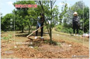 柑橘全年病蟲害及防治用藥_對于柑橘疫病一般選擇什么藥
