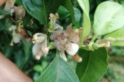 柑橘病蟲害防治技術(shù)薊馬_阿維甲氰治哪些蟲