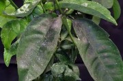 柑橘幼年樹(shù)種植管理技術(shù)_2型糖尿病不能吃哪些水果 柑橘幼年樹(shù)種植管理技術(shù)_2型糖尿病不能吃哪些水果