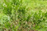 柑橘病蟲(chóng)害調(diào)查技術(shù)規(guī)程_紅美人柑橘有病毒病用什么藥