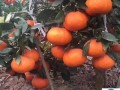 柑橘脫酸劑主要成分解析及其脫酸作用機(jī)制研究