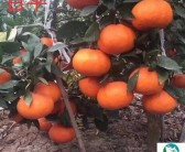 大雅柑橘品種有哪些，大雅柑橘品種簡介大全圖解