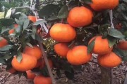柑橘脫酸劑主要成分解析及其脫酸作用機(jī)制研究