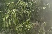 廣西柑橘上常見病蟲害_廣西沙糖桔文案