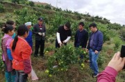 銅仁柑橘種植技術(shù)和管理_銅仁的特色小吃有哪些