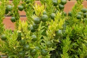 柑橘培育種植技術(shù)_柑橘繁殖方式是怎樣的