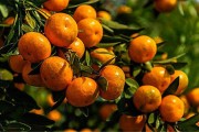 19柑橘的種植技術(shù)_柑橘斜坡種植技術(shù)