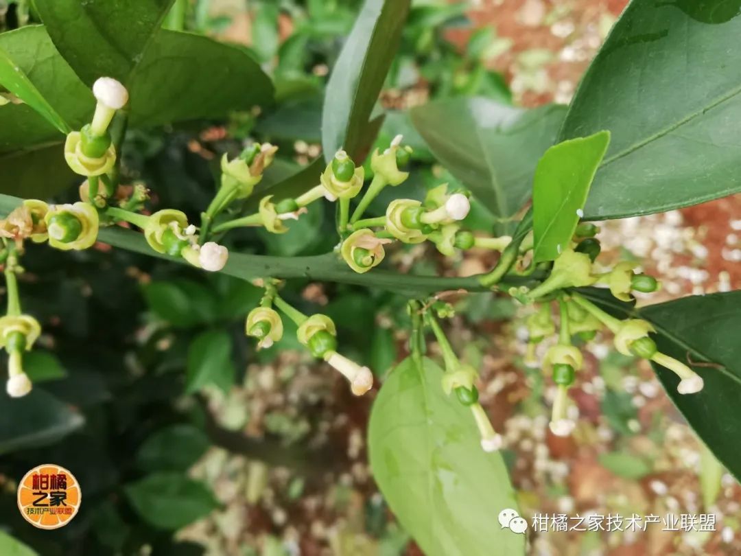 明日見柑橘是大棚種植嗎視頻講解圖片大全（明日見柑橘前景及經(jīng)濟效益怎么樣）