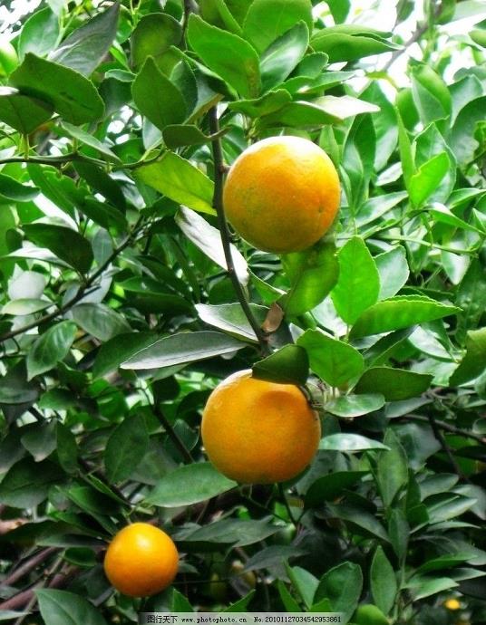沃柑上有農(nóng)藥怎么回事（沃柑有藥水味）