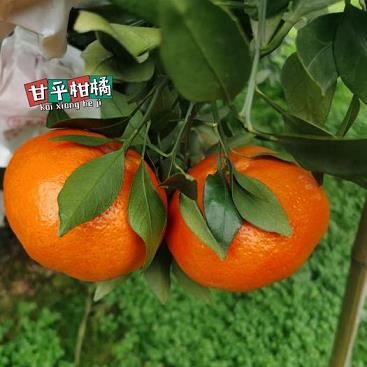 柑橘?zèng)銎び檬裁此帲ǜ套悠ぴ趺礇霭韬贸裕? /></p><h2 id='什么水果不能放冷鮮柜'>什么水果不能放冷鮮柜</h2><p>1、像橙子、檸檬、桔子等柑橘類的水果,在低溫情況下,表皮的油脂很容易滲進(jìn)果肉,果肉就容易發(fā)苦,所以也不適宜放冰箱,柑橘類水果更好放置在15度左右的室溫下儲(chǔ)藏。像草莓、楊梅、桑椹等即食類水果,更好即買即食,放入冰箱不僅會(huì)影響口味,也容易霉變。</p><p>2、生活中,超市有很多直接剝好的榴蓮,它們都是用保鮮膜包好放在冷鮮柜里面的,購買者擔(dān)心這樣的時(shí)間太久了不新鮮,那么榴蓮可以放冰箱嗎?榴蓮放在冰箱能保存多少天?一般來說吃不完的榴蓮果肉放在冰箱,可以保鮮三天左右,超過三天如果發(fā)現(xiàn)有酸味或者其他異味兒,請(qǐng)不要食用 。但需要記得要用保鮮膜封上。</p><p>3、冷鮮柜中的食品保質(zhì)期 冷鮮柜的保鮮時(shí)間取決于所放置的食品種類和儲(chǔ)存的條件。一般來說,生肉類保質(zhì)期最短,通常只能在冷鮮柜中儲(chǔ)存1-2天;熟肉類可以在冷鮮柜中儲(chǔ)存2-3天;蔬菜和水果可以保持2-7天不同食品放置在不同位置的時(shí)間也會(huì)有所不同。此外,冷鮮柜的儲(chǔ)存溫度也會(huì)影響食品保質(zhì)期。</p><h2 id='上火了吃什么食物有幫助呢'>上火了吃什么食物有幫助呢</h2><p>1、西紅柿:寒涼性食物,清熱解暑,幫助排毒解毒,對(duì)防治上火引起的牙齦出血、口腔潰瘍有好處。芹菜:味甘苦性微寒涼,能清除肝火,通順血脈,對(duì)牙齦腫痛、面紅耳赤有輔助療效。苦瓜:性寒,能清熱解毒,祛火消炎,對(duì)秋季上火引起的多種癥狀有緩解作用。水果:山竹:性偏寒涼,有解熱清涼的作用,可潤(rùn)膚降火。</p><p>2、冬瓜:冬瓜具有清熱解毒、養(yǎng)胃、清除心火和皮火的功效。適量食用冬瓜對(duì)降火很有幫助。西紅柿:西紅柿屬于寒涼性食物,具有清熱解毒的功效,同時(shí)含有豐富的維生素C和維生素A,對(duì)防止上火引起的牙齦出血和口腔潰瘍有好處。牛奶:牛奶性平味甘,可以滋陰清熱通便。但注意不要將牛奶凍成冰塊食用。</p><p>3、上火時(shí)可以降火的食物有這些哦:苦瓜:雖然味道有點(diǎn)苦,但是降火效果真的很棒,可以涼拌或者清炒來嘗嘗。蓮藕和荸薺:這兩個(gè)也是降火小能手,不妨多吃一些。西瓜:夏天吃西瓜最解暑了,降火效果也是杠杠的,還可以冰鎮(zhèn)一下更爽口。</p><h2 id='關(guān)于涼皮美食的說明文作文'>關(guān)于涼皮美食的說明文作文</h2><p>終于,我禁不起誘惑,拿著3元錢去買了一碗,看著水靈靈的涼皮,真像一件藝術(shù)品,想吃又舍不得,可是口水又往肚子里咽,不管了,先填飽肚子再說,我加了一勺辣油,拿起筷子,也不顧什么淑女形象了,捧起碗,沒三分鐘一碗涼皮就被我咽下了肚,吃完還不忘咂咂嘴。</p><p style=