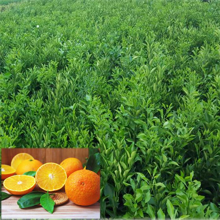 柑子在開花前打什么農(nóng)藥（柑子樹開花能打藥嗎）