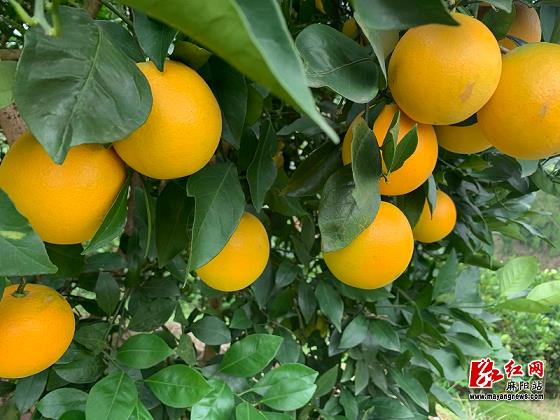 柑橘哪個(gè)地方出名多（柑橘的產(chǎn)地在哪里）
