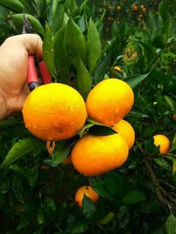 湖北宜昌柑橘苗圃：優(yōu)質柑橘種苗繁育與生態(tài)種植示范基地