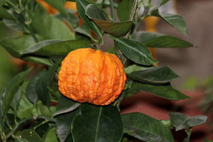 南豐蜜桔季節(jié)（南豐蜜桔幾月開(kāi)花）