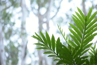 愛媛果樹苗什么時候嫁接最合適？關鍵時間節(jié)點與注意事項解析