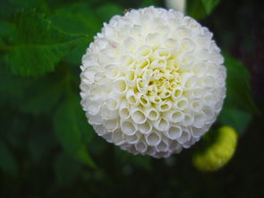 橘子生蟲(chóng)打什么農(nóng)藥（橘子生蟲(chóng)打什么農(nóng)藥最好）